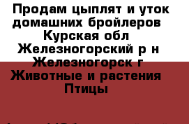 Продам цыплят и уток домашних бройлеров - Курская обл., Железногорский р-н, Железногорск г. Животные и растения » Птицы   